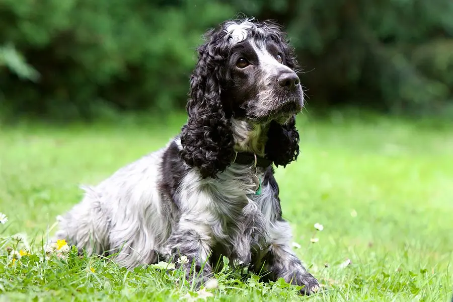 Cómo evitar que mi perro escarbe en el jardín