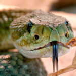 serpiente junto a perro