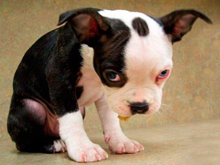 cachorro melancolico