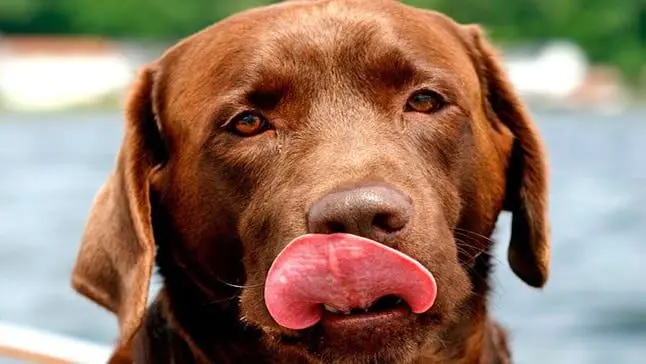 perro lame 1