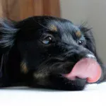 perro lame