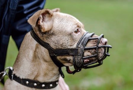 Pitbull con bozal