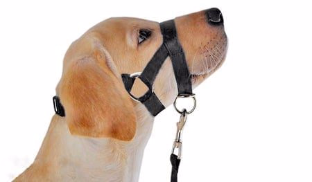 perro con bozal de lazo