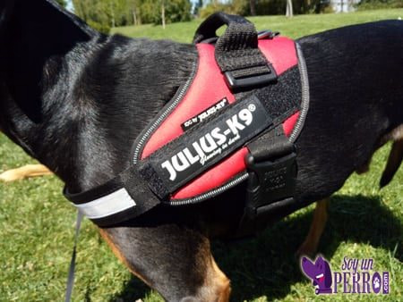 amarre lateral Julius K9