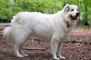 Great Pyreness en el bosque