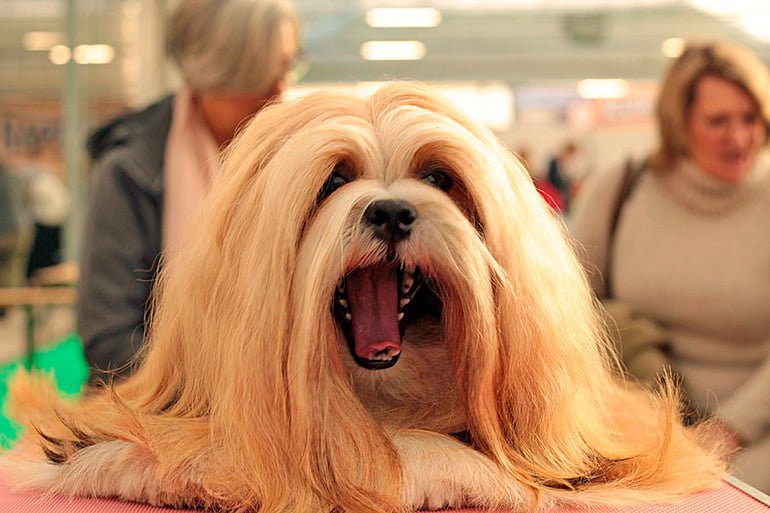 Lhasa Apso bostezando en una exposición canina