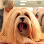 Lhasa Apso bostezando en una exposición canina