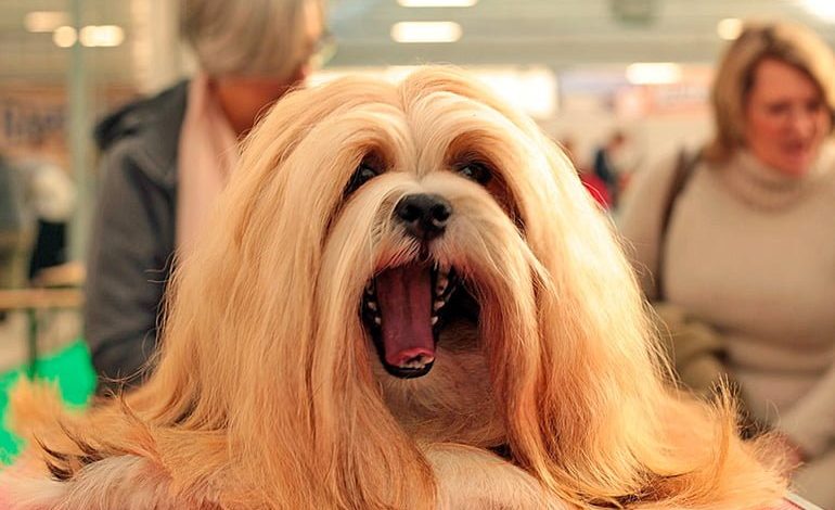 Lhasa Apso bostezando en una exposición canina