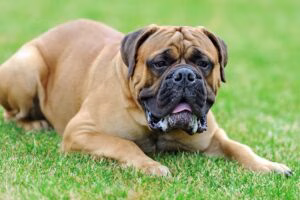 Mastiff en el jardín