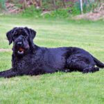 Riesenschnauzer tumbado sobre el cesped