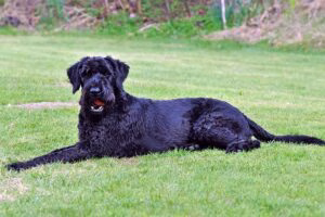 Riesenschnauzer tumbado sobre el cesped