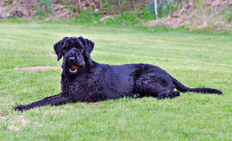 Riesenschnauzer tumbado sobre el cesped