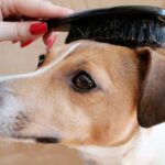 cepillar a perro