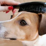 cepillar a perro