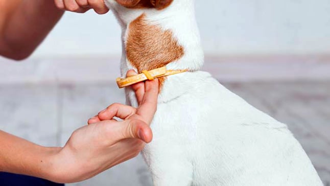 Fórmula Natural Impermeable Libre de Alergias Collar Antipulgas Ajustable Collar de Pulgas & Garrapatas para Perros Eliminador de Garrapatas y Piojos Protección de 8 Meses para Mascotas