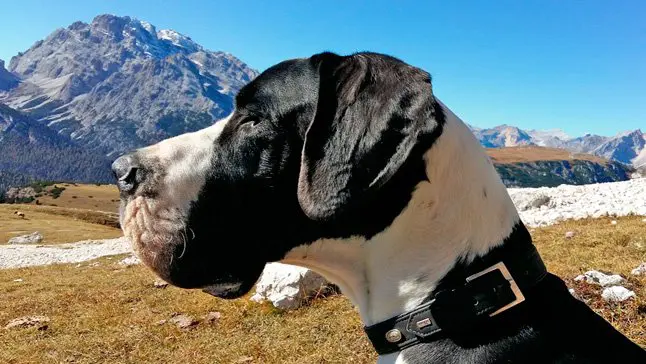 Différences entre Dogo Argentino et Great Dane