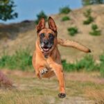 pastor belga malinois corriendo