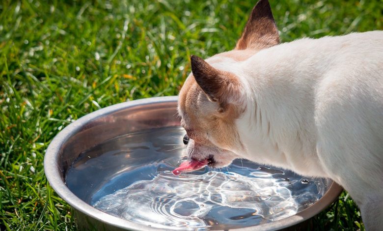 perro bebiendo agua 2