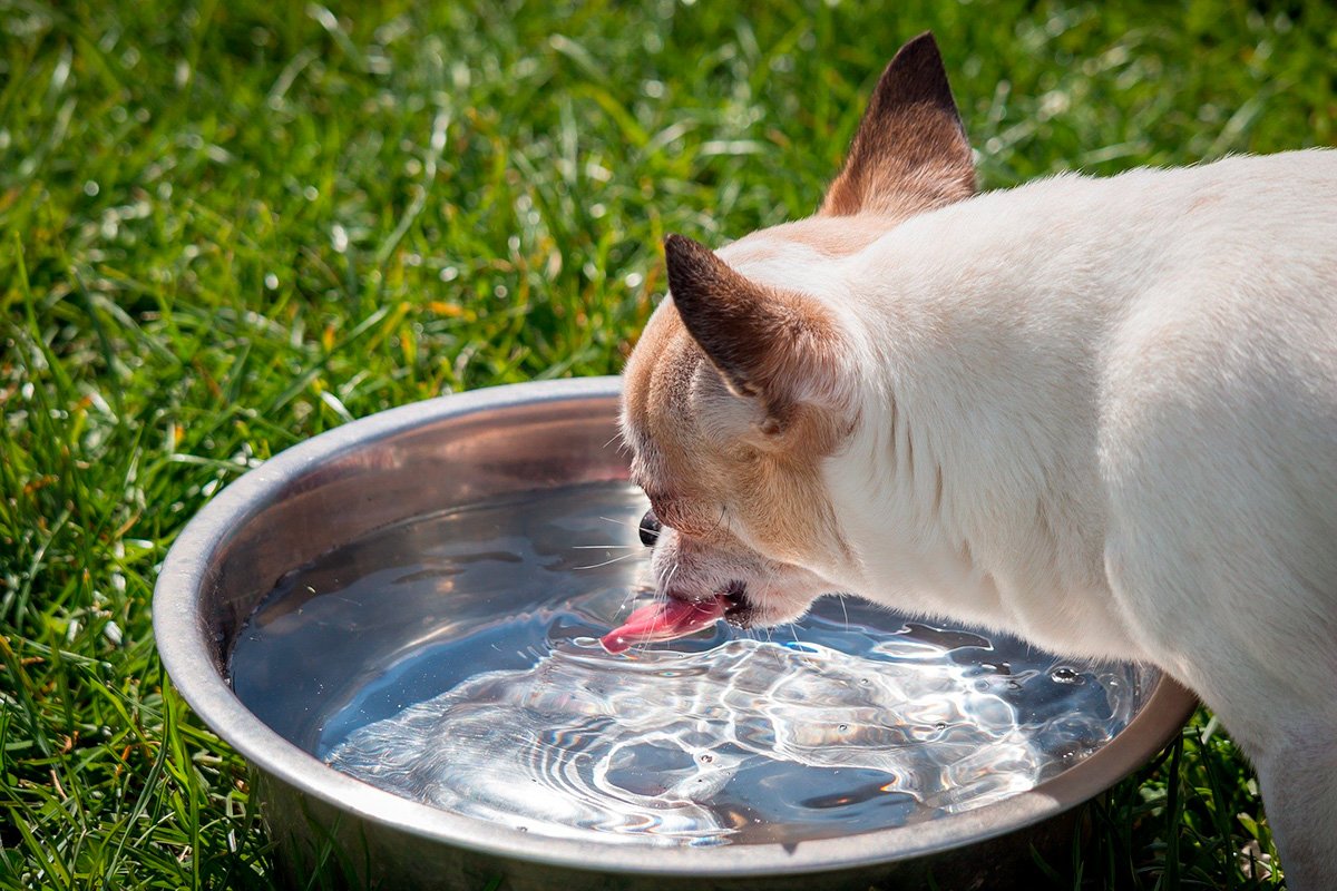 perro bebiendo agua 2