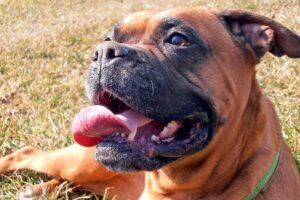 perro bóxer jadeando bajo el sol