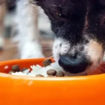 perro comiendo arroz