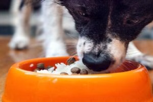 perro comiendo arroz