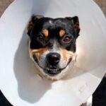 perro con collar isabelino