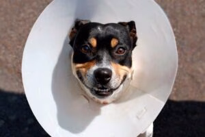 perro con collar isabelino