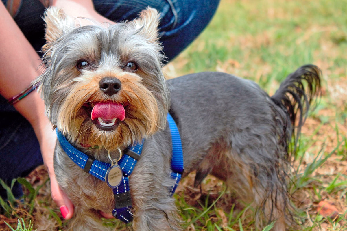 perro con toc por lamer