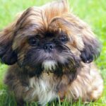 perro de raza Shih Tzu