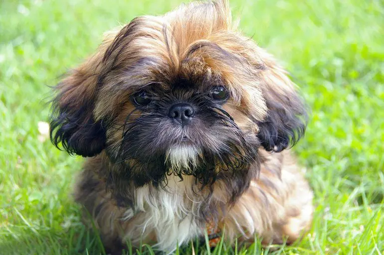 perro de raza Shih Tzu
