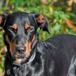 perro de raza beauceron