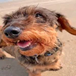 perro en la playa