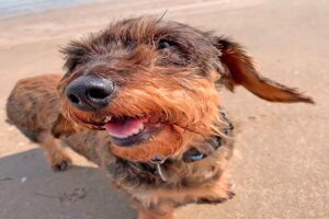 perro en la playa