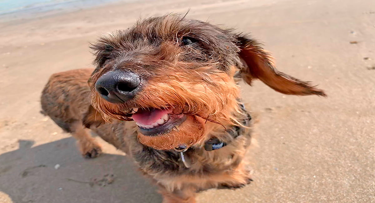 perro en la playa
