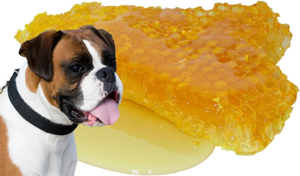 perro junto a panal con miel