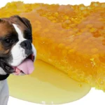 perro junto a panal con miel