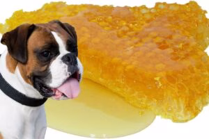 perro junto a panal con miel