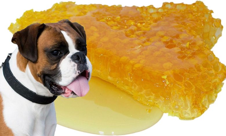 perro junto a panal con miel