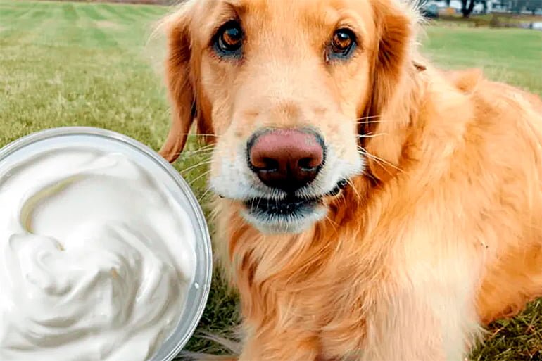 dog-next-to-a-yogurt "width =" 770 "height =" 513 "srcset =" https://soyunperro.com/wp-content/uploads/2017/08/perro-junto-a-un-yogur3 .jpg 770w, https://soyunperro.com/wp-content/uploads/2017/08/perro-junto-a-un-yogur3-300x200.jpg 300w, https://soyunperro.com/wp-content/uploads /2017/08/perro-junto-a-un-yogur3-768x512.jpg 768w, https://soyunperro.com/wp-content/uploads/2017/08/perro-junto-a-un-yogur3-696x464. jpg 696w, https://soyunperro.com/wp-content/uploads/2017/08/perro-junto-a-un-yogur3-630x420.jpg 630w "tailles =" (largeur max: 770px) 100vw, 770px
