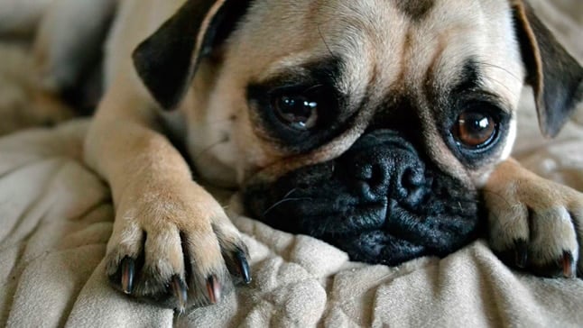 compresión Paternal Atento Por qué los perros lloran en ocasiones? Descubre los motivos