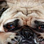 perro llorando