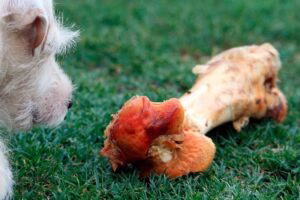 perro observando un hueso enorme