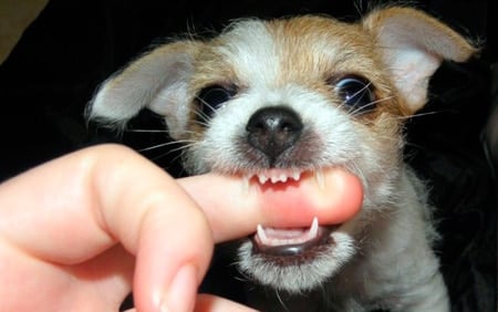 dientes de leche de cachorro