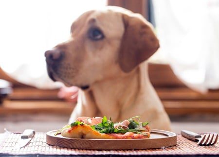 perro esperando para comer