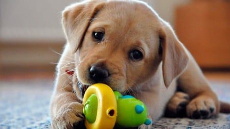 perro jugando con mordedor