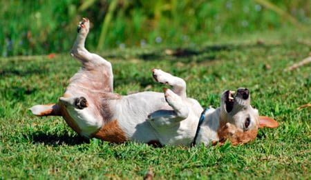 perro restregandose