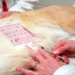 alergia en perro