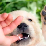 cachorro mordiendo