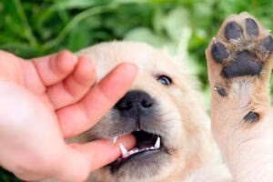 cachorro mordiendo